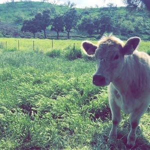 Meet your Posher, Joanne